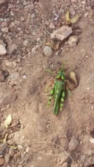 Bootettix argentatus