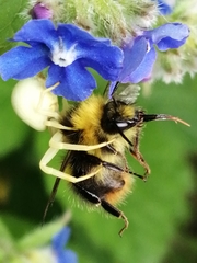 Misumena vatia