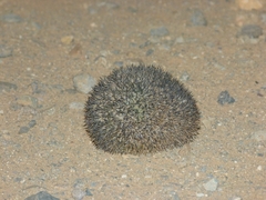 Paraechinus