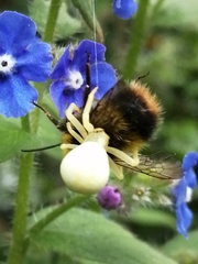 Misumena vatia