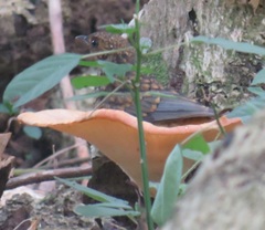 Cossypha natalensis natalensis