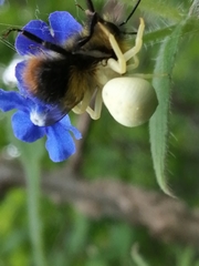 Misumena vatia