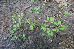 Ceratocapnos claviculata