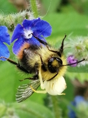 Bombus pratorum