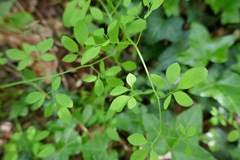 Ceratocapnos claviculata