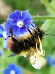 Bombus pratorum