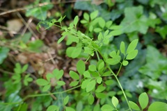 Ceratocapnos claviculata