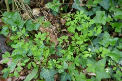 Ceratocapnos claviculata