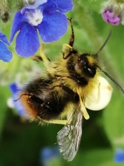Bombus pratorum