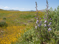 Delphinium recurvatum