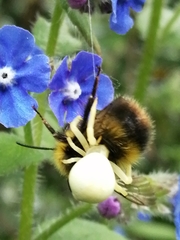 Bombus pratorum