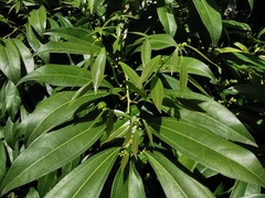 Cocculus laurifolius