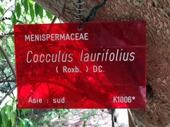 Cocculus laurifolius