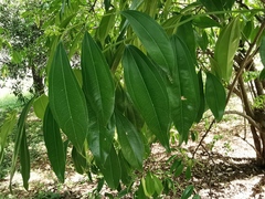 Cocculus laurifolius