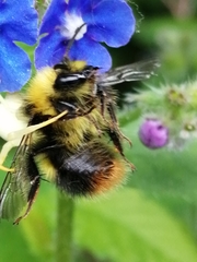 Bombus pratorum