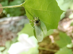 Cicadetta montana