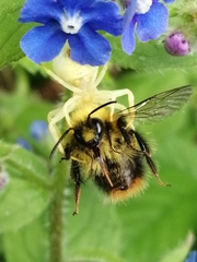 Bombus pratorum