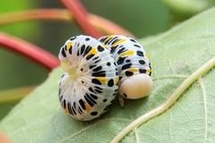 Cimbex quadrimaculatus