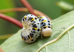 Cimbex quadrimaculatus