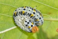 Cimbex quadrimaculatus