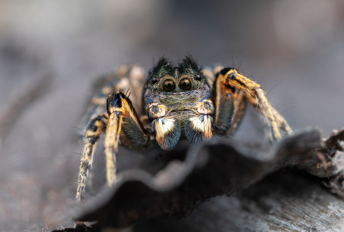 Habronattus americanus