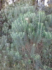 Linochilus rosmarinifolius