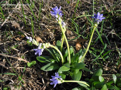 Hyacinthoides lingulata