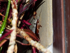 Tarentola delalandii