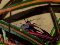 Tarentola delalandii