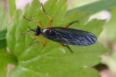 Dioctria oelandica