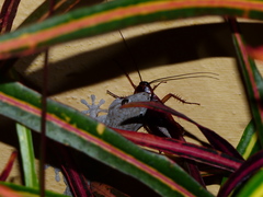 Tarentola delalandii