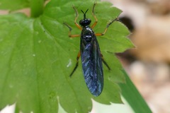 Dioctria oelandica