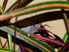 Tarentola delalandii