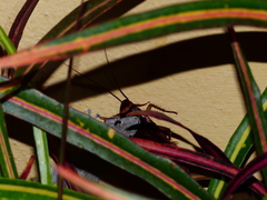 Tarentola delalandii