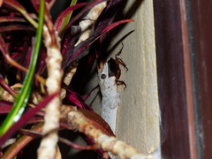 Tarentola delalandii