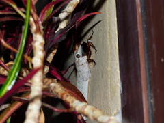 Tarentola delalandii