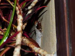 Tarentola delalandii