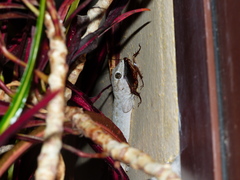 Tarentola delalandii