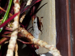 Tarentola delalandii