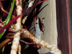 Tarentola delalandii