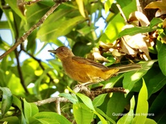 Turdus grayi