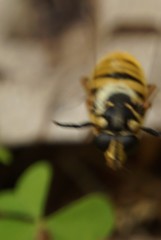 Temnostoma alternans