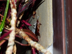 Tarentola delalandii