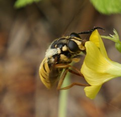 Temnostoma alternans