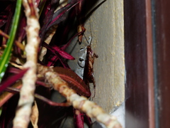 Tarentola delalandii