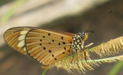 Acraea encedon encedon