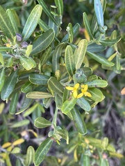 Cneorum tricoccon