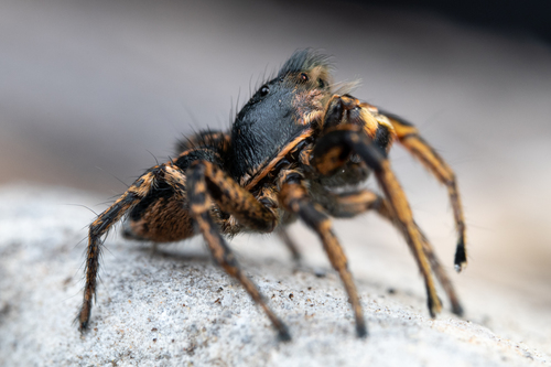 Habronattus americanus