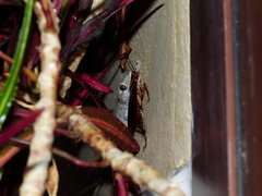 Tarentola delalandii