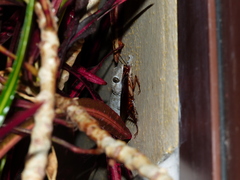 Tarentola delalandii